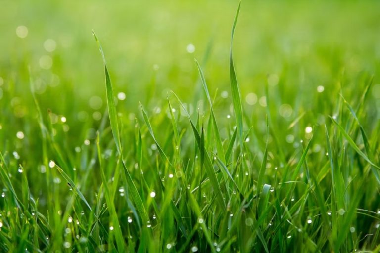 Las ventajas del césped artificial: la mejor solución para jardines