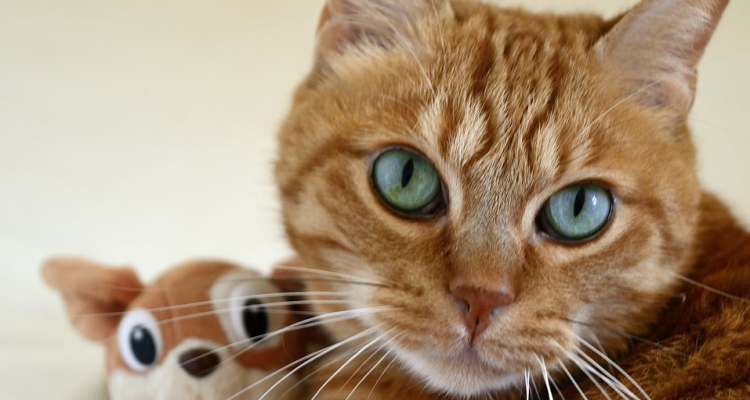 Datos sobre los gatos que te dejarán pensando