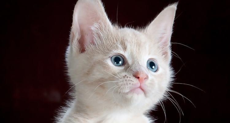 Datos sobre los gatos que te dejarán pensando