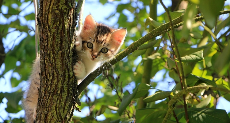 Datos sobre los gatos que te dejarán pensando