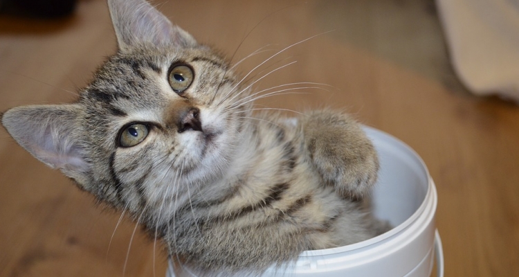 Datos sobre los gatos que te dejarán pensando