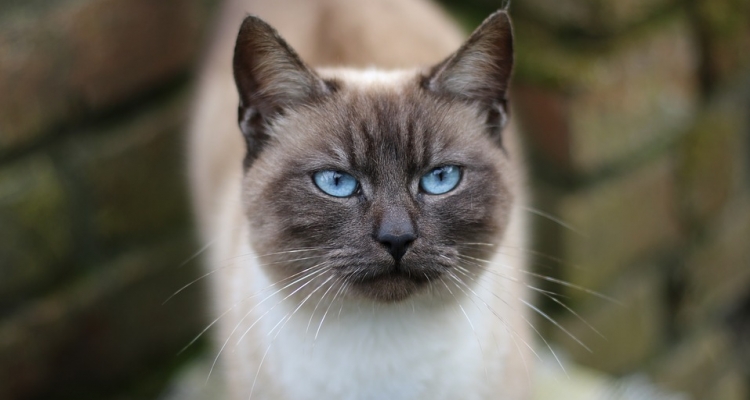 Datos sobre los gatos que te dejarán pensando