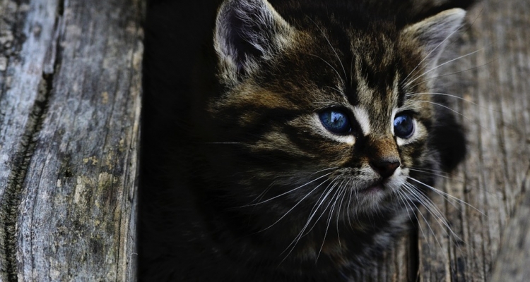 Datos sobre los gatos que te dejarán pensando