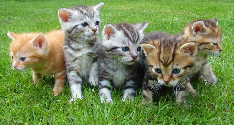 Datos sobre los gatos que te dejarán pensando