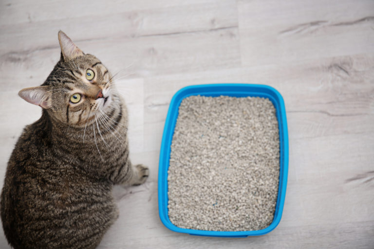 Estos son los otros usos de la arena de gatos