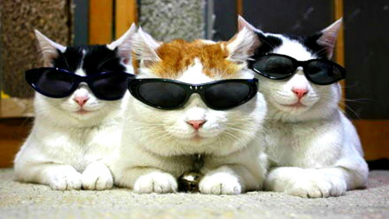 Estos son los gatos más famosos de Instagram