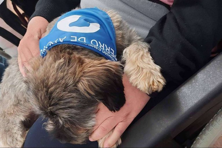 Terapia asistida con perros desarrollada por la Asociación Española de Perros de Apoyo, ideal para el tratamiento de la discapacidad intelectual