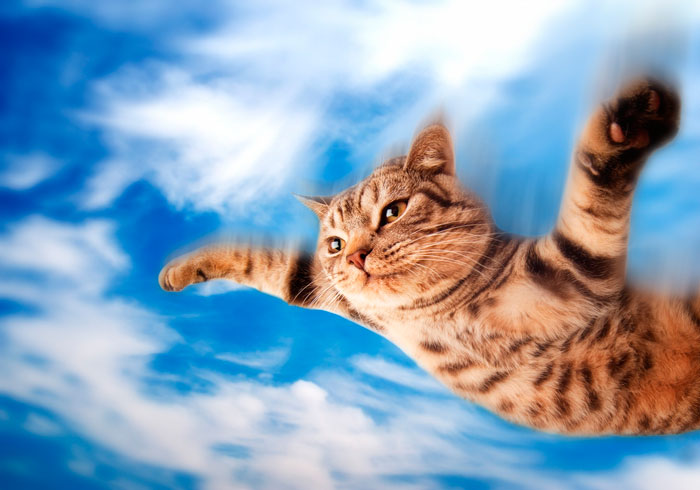 El motivo por el que el gato tiene 7 vidas