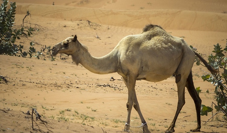 Mitos que son mentira del mundo animal