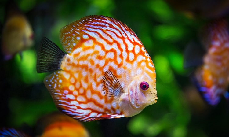 Mitos que son mentira del mundo animal