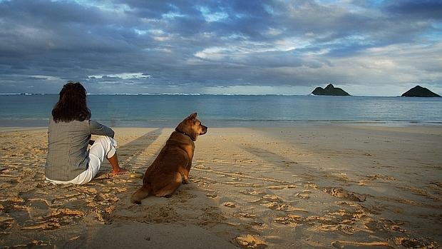 Los mejores hoteles para ir acompañado de tu perro 168 A escasos metros de la playa