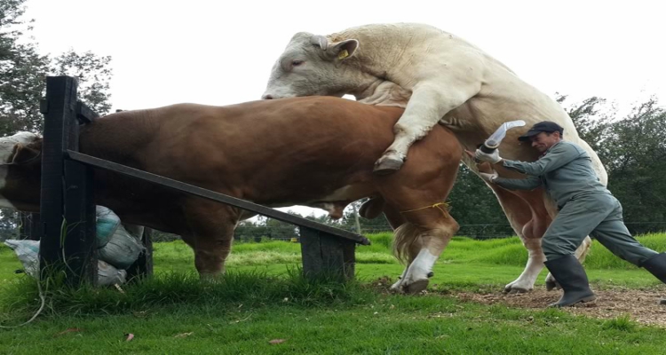 Estos son los trabajos más incómodos del mundo 68 Estos son los trabajos más incómodos del mundo