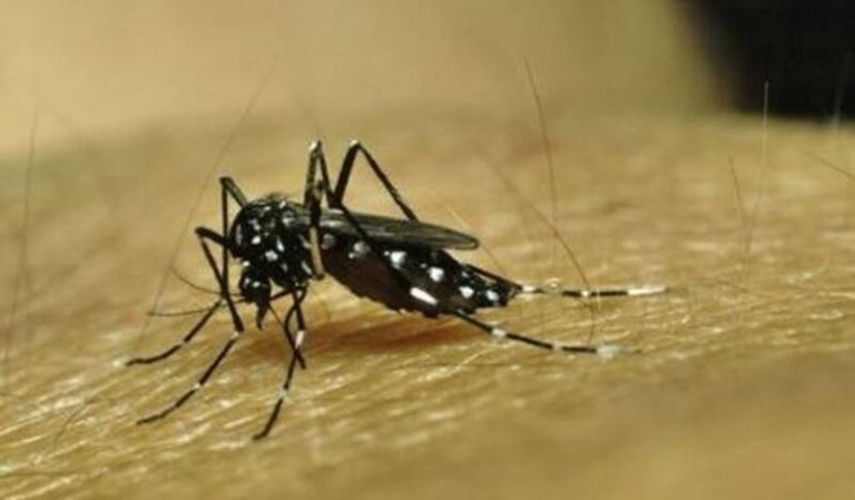 Madrid registra un aumento de casos de dengue 