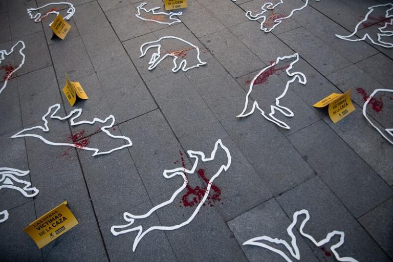Organizaciones animalistas exigen los mismos derechos para todos los perros 