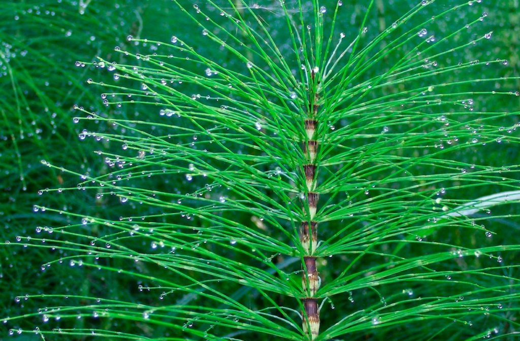 Las infusiones que debes tomar para cuidar el riñón