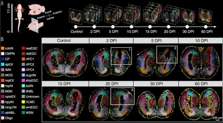 El BGI crea el Primer Atlas Espaciotemporal de Regeneración del Cerebro del mundo