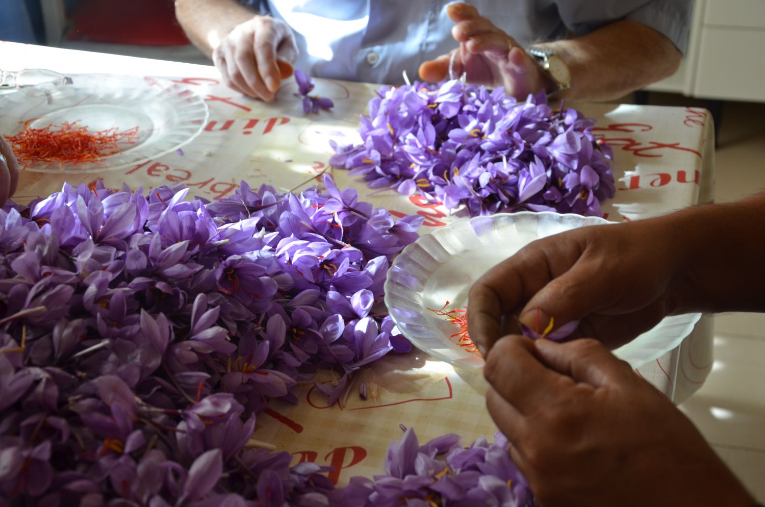 Demostracion monda azafran