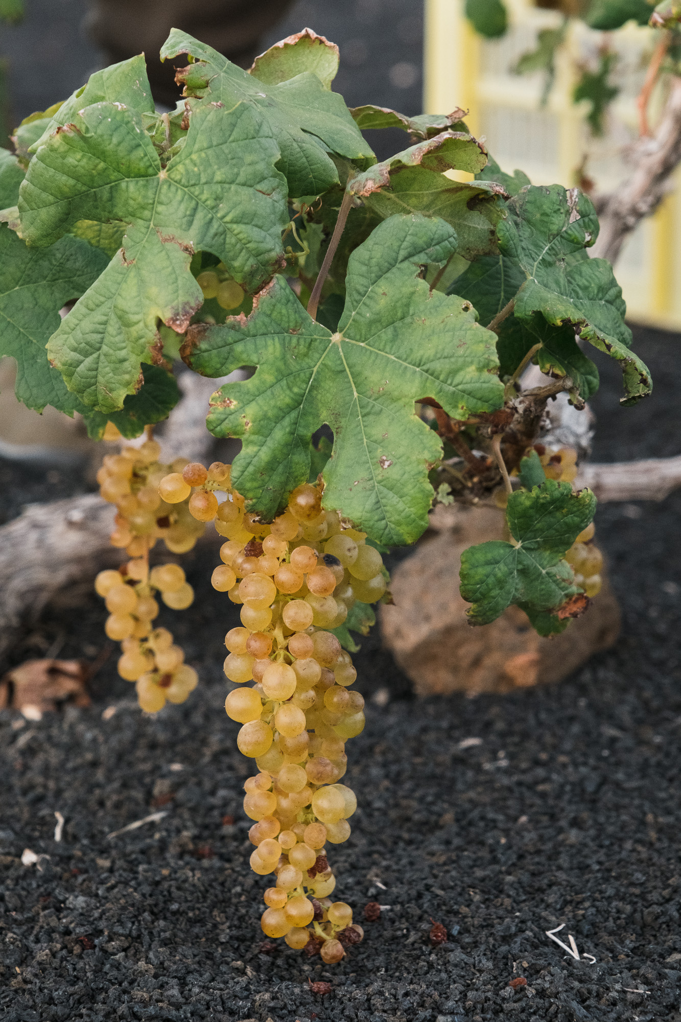 El Grifo: una vendimia en invierno para conseguir un vino histórico 2 El grifo Vendimia de invierno 065