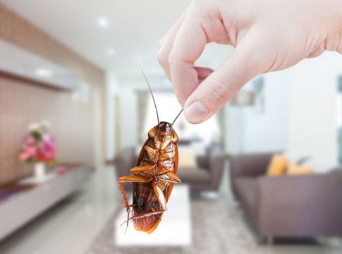 El ingrediente de la cocina que acabará con las cucarachas para siempre 1 El ingrediente de la cocina que acabará con las cucarachas para siempre