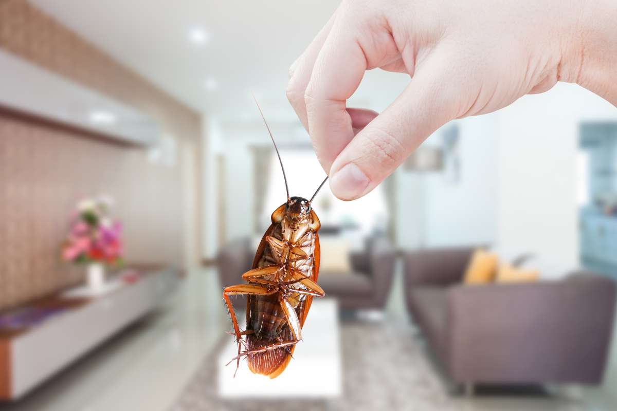 El ingrediente de la cocina que acabará con las cucarachas para siempre 1 El ingrediente de la cocina que acabará con las cucarachas para siempre