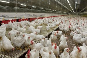 Valve esconde gallinas en Counter-Strike 2 sin avisar: ahora puedes criarlas de mascota