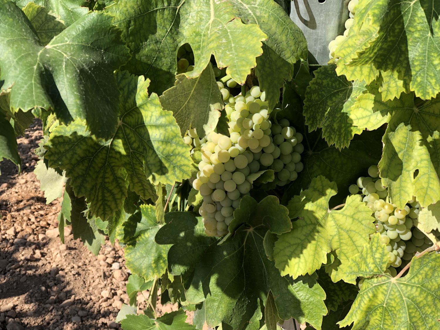 Foto Selfietour Ruta del Vino de La Mancha 2