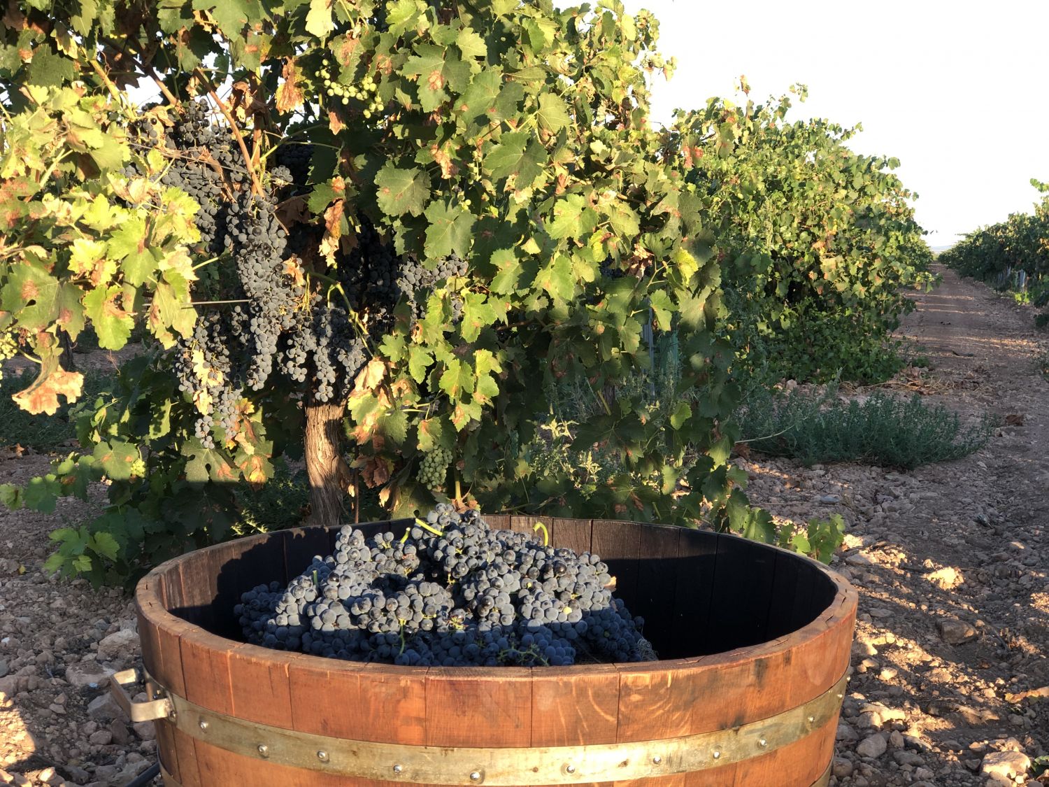 Foto Selfietour Ruta del Vino de La Mancha 4