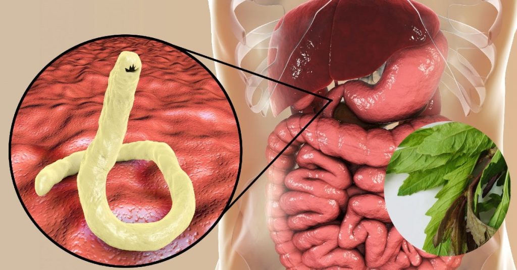 ¿Qué es un parásito?