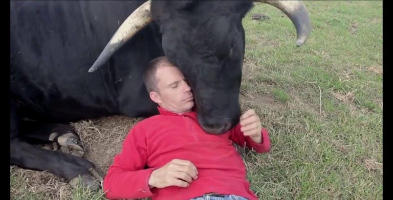 Los grandes motivos por los que prohibir los toros