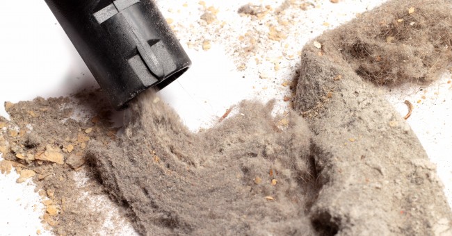 Los bichos que viven en tu casa (aunque no los veas)