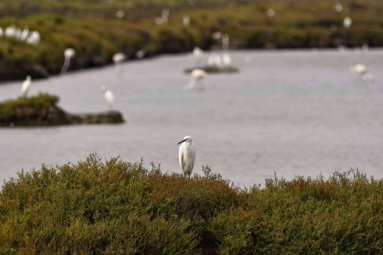 Los beneficios de elegir sal marina ecológica