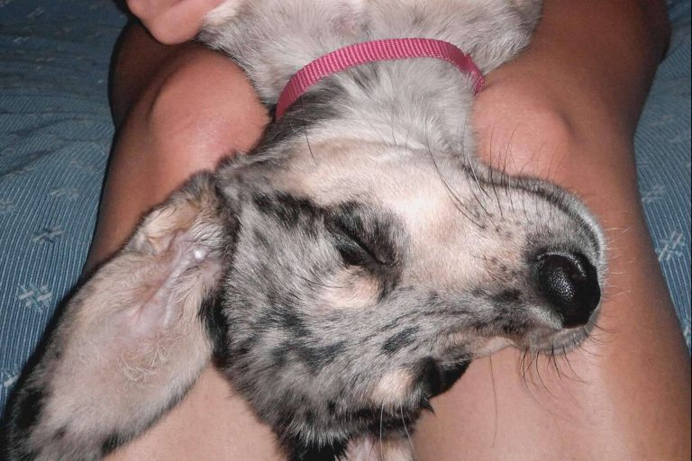 Todo lo necesario para educar a un cachorro, por Ulises y Argos