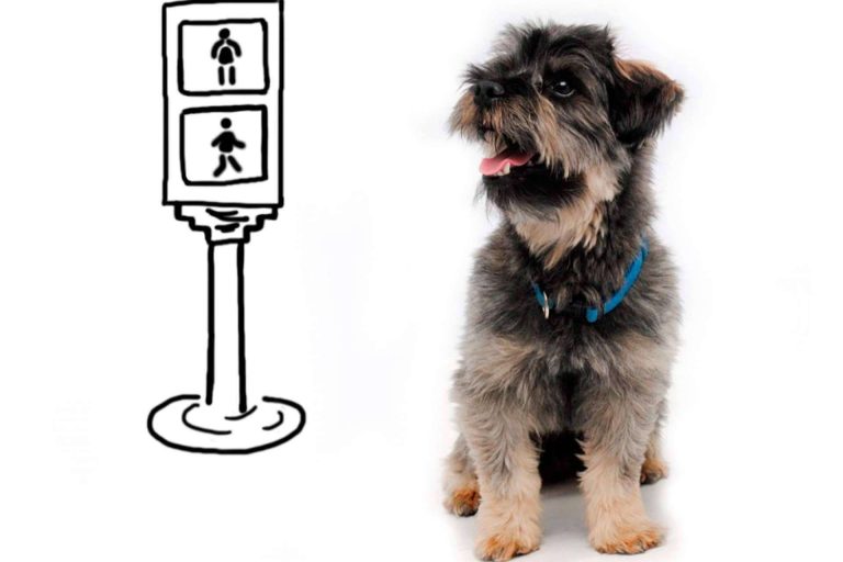 ¿En qué consiste el programa Perros de Asfalto?