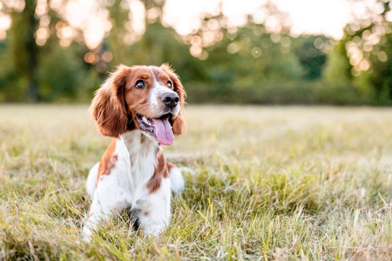 PERROBUENO, la guardería canina que pone en alza el bienestar, la salud y la comunicación social de las mascotas