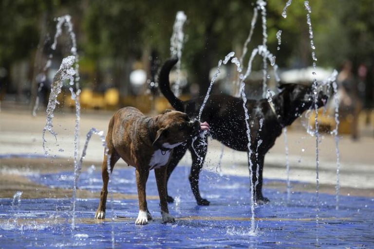 Podemos exige al PSOE que retire su enmienda para excluir a los perros de caza de la ley de bienestar animal
