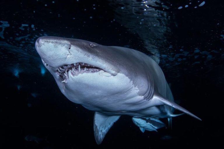 Los mayores expertos mundiales en tiburones se reunirán en L'Oceanogràfic de Valencia para 