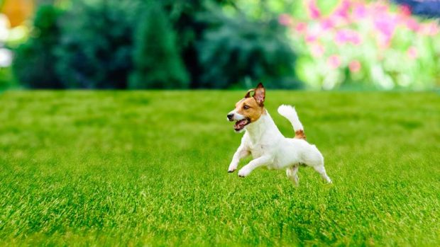 El truco para evitar que tu mascota se coma o estropee tus plantas
