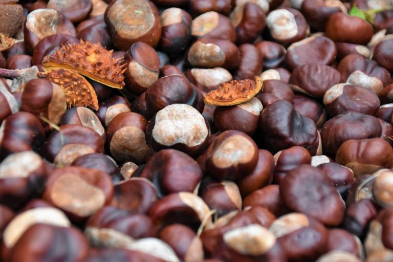 Castañas en otoño: 10 recetas para comerlas del desayuno a la cena (y no solo asadas)