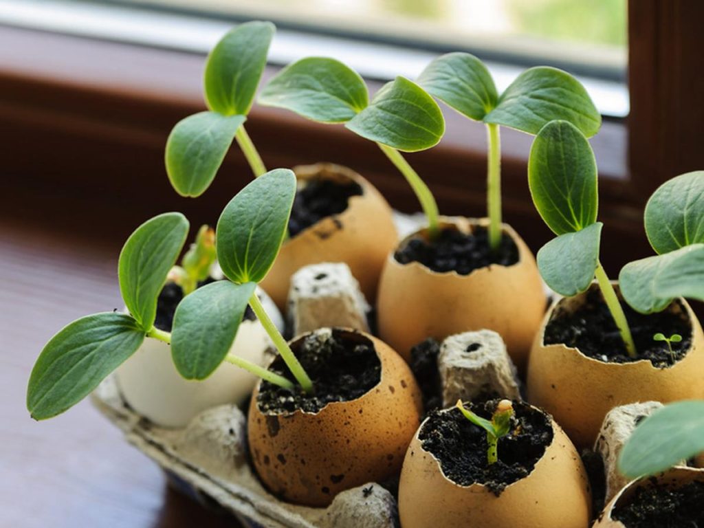 Le proporciona a los tomates el calcio extra que necesitan