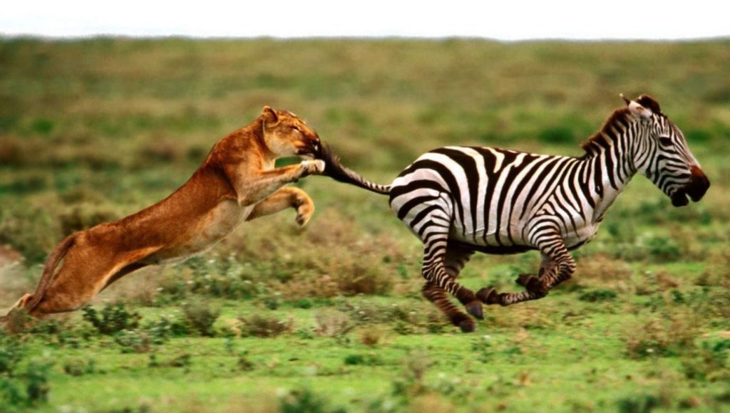 Por el instinto de sobrevivencia