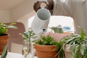 Cómo regar las plantas en vacaciones: 5 sistemas caseros para que no se mueran