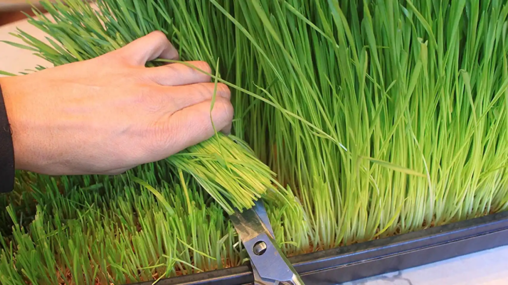 Los 'superalimentos' que no pueden faltar en tu dieta 113 image 108