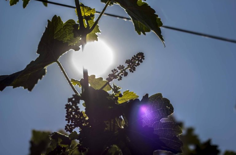 Barcolobo presenta los 5 vinos de reserva natural que no pueden faltar en la mesa