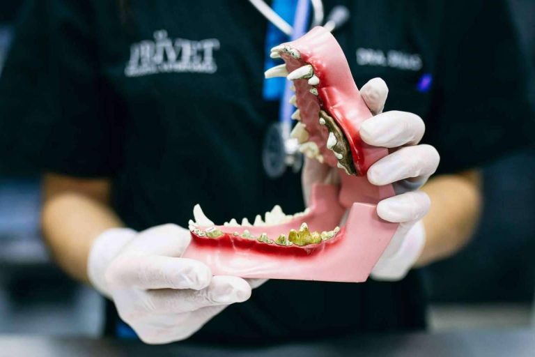 Limpieza dental en perros, con los servicios de El Hospital Veterinario El Bosque