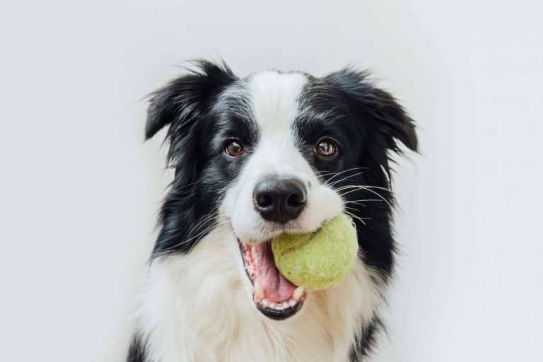 Pelitos Peluquería Canina, la importancia de la higiene de mascotas