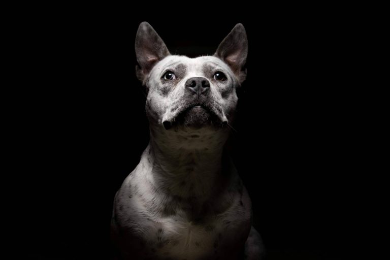 El certificado psicotécnico para tener animales peligrosos en Madrid, por Centro Médico Attendit