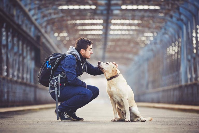 La importancia de contar con un seguro de viaje para mascotas, por Coverontrip