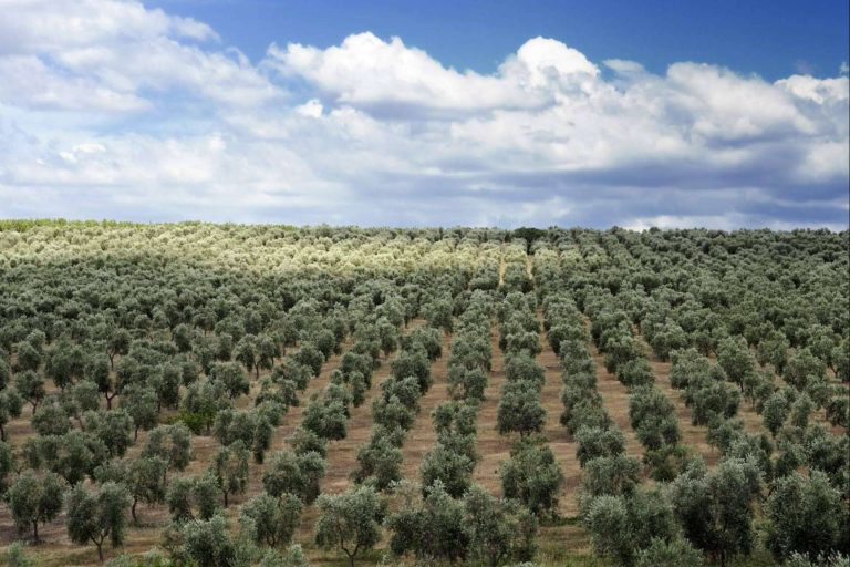 Vareadores para recolectar olivar, con Agrocor