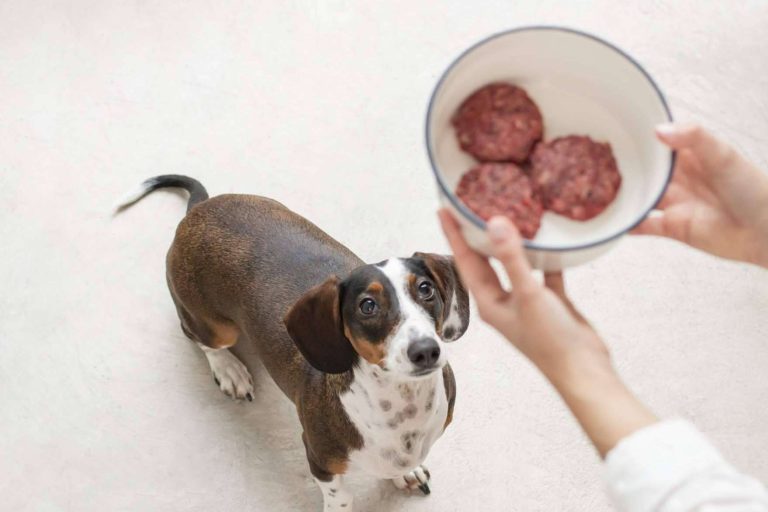 Wild Balance apuesta por la alimentación natural para mascotas y aterriza en Dubái