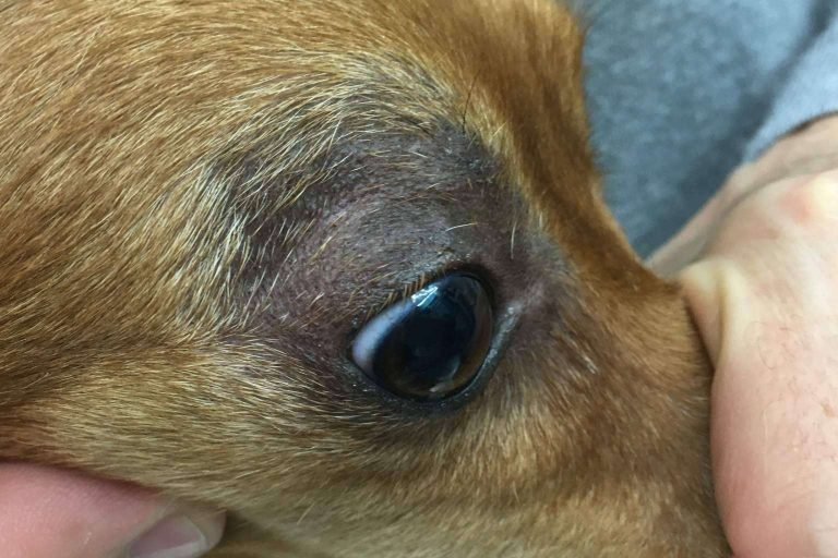 Ozonoterapia veterinaria, garantía de salud y calidad de vida